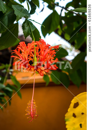 Fringe Hibiscus Flower or Hibiscus schizopetalus flower blooming at Wat Phra That Doi Chan in Mae Tha District, Thailand. This flower is red with the pollen extended. Fringe Hibiscus Flower or Hibiscus schizopetalus flower blooming at Wat Phra That Doi Chan in Mae Tha District, Thailand. This flower is red with the pollen extended. 61669836