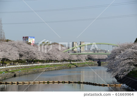 Cherry blossoms at Arako River Park 61669964