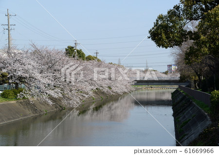 Cherry blossoms at Arako River Park 61669966
