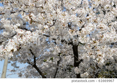 Cherry blossoms at Arako River Park 61669967