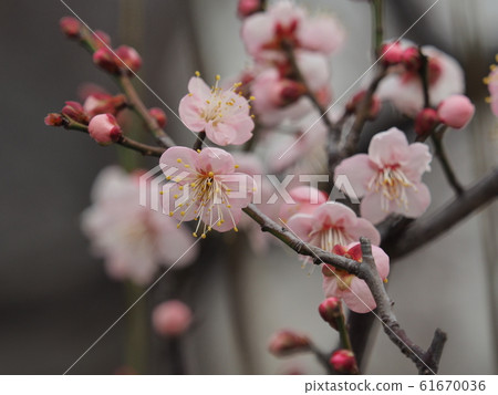 Plum blossom Plum blossom 61670036