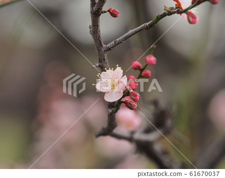 Plum blossom Plum blossom 61670037