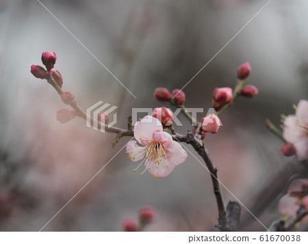 Plum blossom Plum blossom 61670038