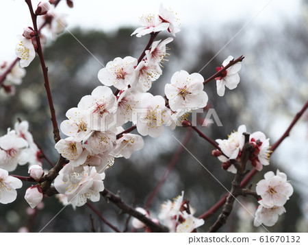 Plum blossom Plum blossom 61670132