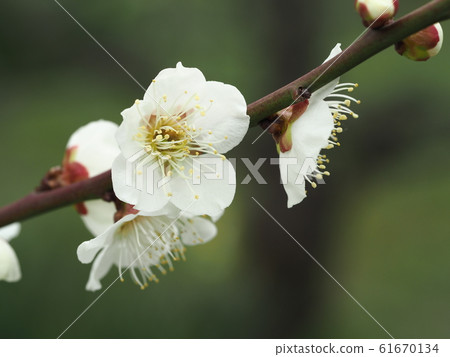 梅花 梅花 61670134