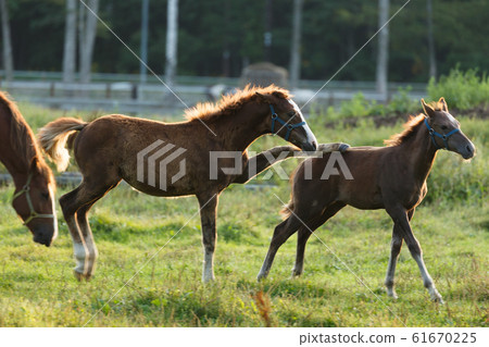 馬剪影漂浮在背光的晨霧中，9月，日本北海道東部牧場 61670225