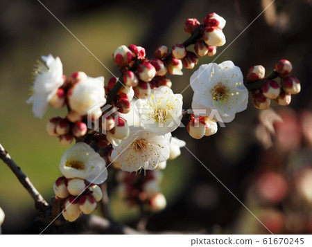 Plum blossom  61670245