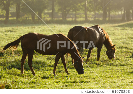 Horse silhouette floating in backlit morning mist, ranch in eastern Hokkaido, September in Japan Horse silhouette floating in backlit morning mist, ranch in eastern Hokkaido, September in Japan 61670298
