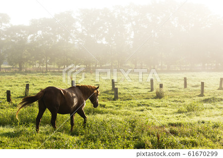 Horse silhouette floating in backlit morning mist, ranch in eastern Hokkaido, September in Japan Horse silhouette floating in backlit morning mist, ranch in eastern Hokkaido, September in Japan 61670299