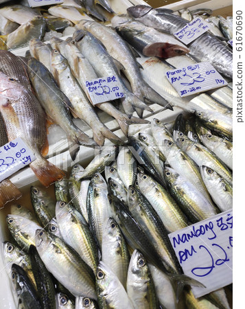 Various types of fish in the fish market are displayed for sale. Labelled with fish species and prices. Various types of fish in the fish market are displayed for sale. Labelled with fish species and prices. 61670690