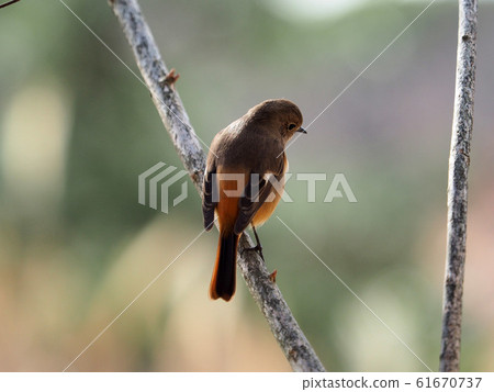 Kotobuki Kotobuki 61670737