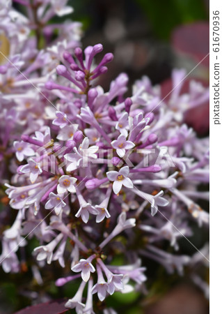 Lilac Minuet Lilac Minuet 61670936