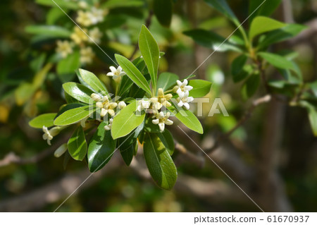 Kohuhu leaves Kohuhu leaves 61670937