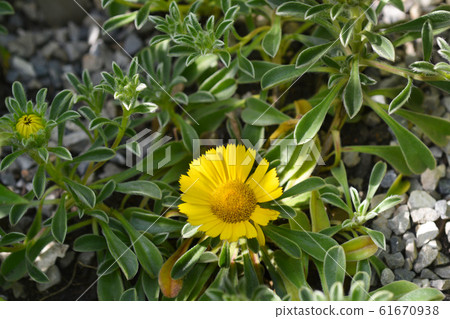Gold Coin Daisy Gold Coin Daisy 61670938