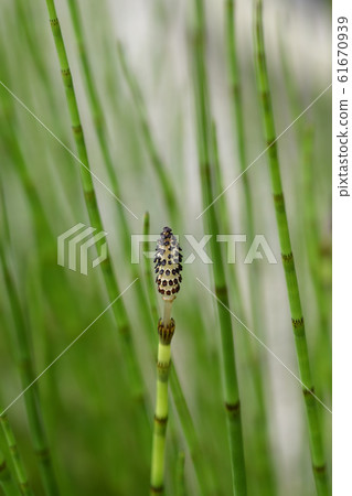 Water horsetail 61670939