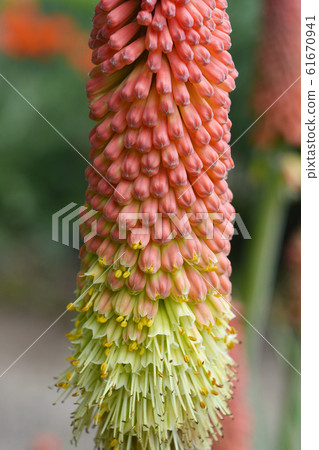 Torch lily 61670941