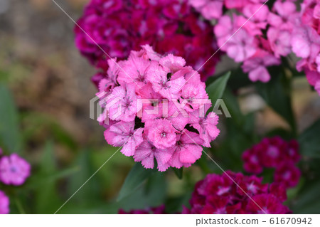 Sweet William Sweet William 61670942