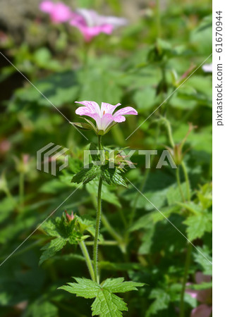 French cranesbill Rose Clair 61670944