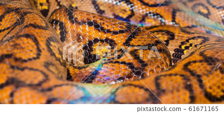 Boa Snake skin abstract textured Pattern spoted 61671165