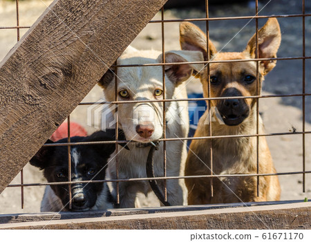 three puppies behind bars in a cage 61671170