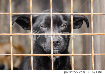 mongrel dog with sad eyes in an iron cage 61671381