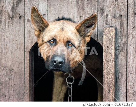 german shepherd on a chain in a wooden doghouse 61671387