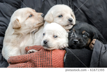 bunch of little puppies in human hands bunch of little puppies in human hands 61671393