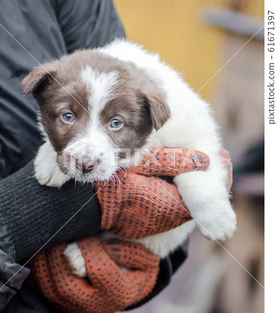 little puppy in human hands little puppy in human hands 61671397