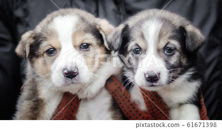 two little puppies in human hands two little puppies in human hands 61671398