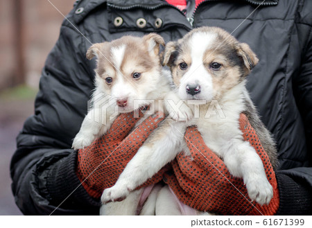 two little puppies in human hands two little puppies in human hands 61671399