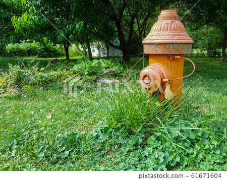 A Shot of a Fire Hydrant Amidst Overgrown Grass A Shot of a Fire Hydrant Amidst Overgrown Grass 61671604