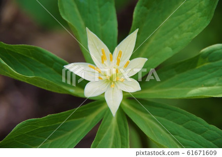 八man平Kinugasasou六月 61671609