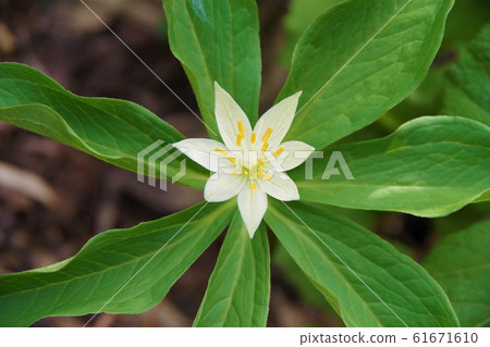 Hachimantai Kinugasasou June 61671610