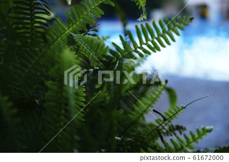 Bright green tropical leaf Bright green tropical leaf 61672000