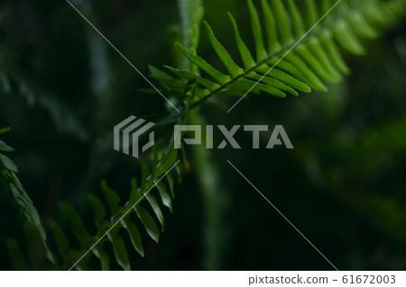 Plant branches with green leaves close up view Plant branches with green leaves close up view 61672003