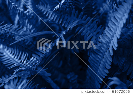 Bright blue leaves top view minimalistic background Bright blue leaves top view minimalistic background 61672006