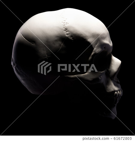 Side view of gypsum model of the human skull isolated on black background Side view of gypsum model of the human skull isolated on black background 61672803