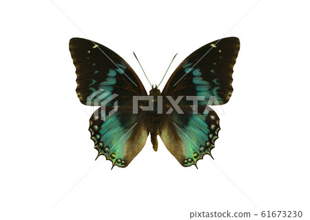 Color beautiful butterfly flying, isolated Color beautiful butterfly flying, isolated 61673230