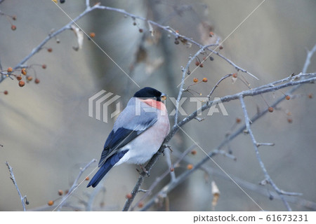 Akaoso Akaoso 61673231