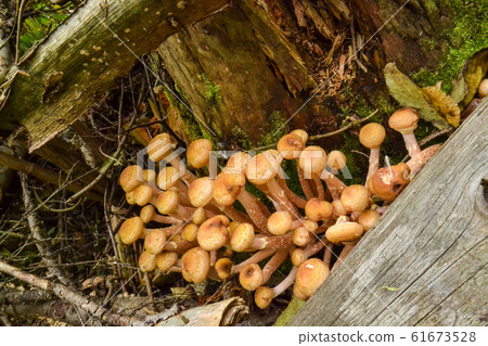 Edible mushrooms grow on dry trees in the forest Edible mushrooms grow on dry trees in the forest 61673528