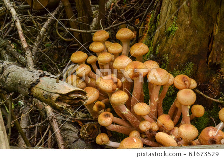 Edible mushrooms grow on dry trees in the forest Edible mushrooms grow on dry trees in the forest 61673529