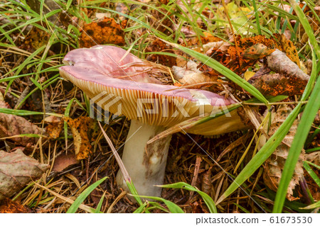 Mushroom russula close-up. Breaks from under the 61673530