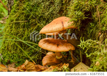 Edible mushrooms grow on dry trees in the forest Edible mushrooms grow on dry trees in the forest 61673531