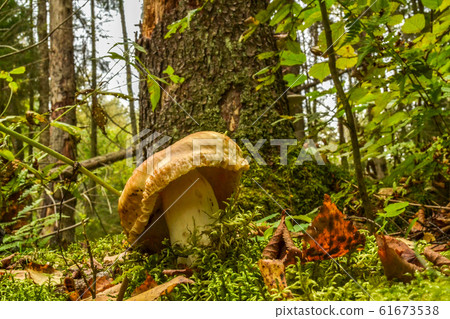 Big mushroom with forest in the background Big mushroom with forest in the background 61673538