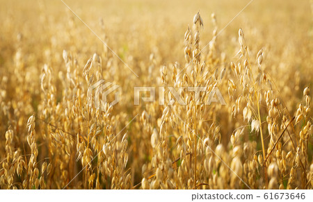 Ripe ears of oats in a field Ripe ears of oats in a field 61673646