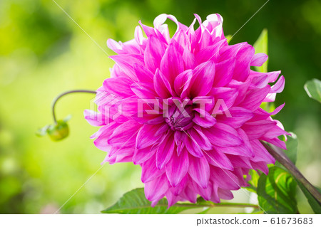 pink dahlia flower in a garden pink dahlia flower in a garden 61673683
