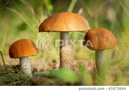 edible mushrooms in a forest edible mushrooms in a forest 61673684