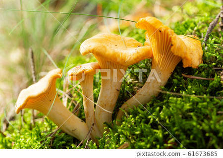 Chanterelle mushrooms in a forest. Edible Chanterelle mushrooms in a forest. Edible 61673685