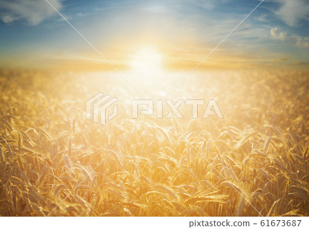 Field of rye on sunset time. Close up of ripening Field of rye on sunset time. Close up of ripening 61673687