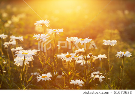 daisy flowers in a sunset time daisy flowers in a sunset time 61673688